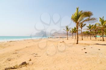 near sandy beach sky  palm   and mountain in oman arabic sea  the hill 