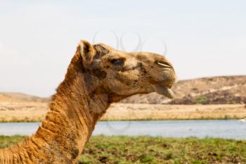 in oman empty quarter of desert a free dromedary    near the  sea