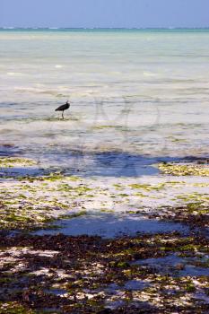 coastline  bird in the  blue lagoon relax  of zanzibar  africa 
