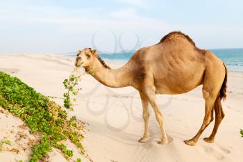 in oman empty quarter of desert a free dromedary near the  sea