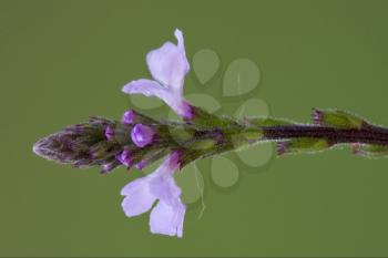 
macro close up of a green pink liliacee  background  leguminose