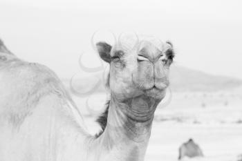 in oman empty quarter of desert a free dromedary near the  sea