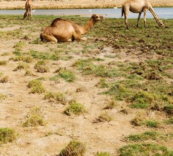 in oman empty quarter of desert a free dromedary    near the  sea