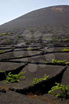 la geria wall grapes cultivation  viticulture  winery lanzarote spain  vine screw  crops  

