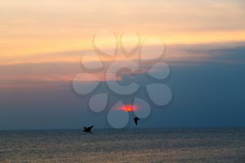  the blurred  sun falling down arabian sea ocean  in   oman coastline