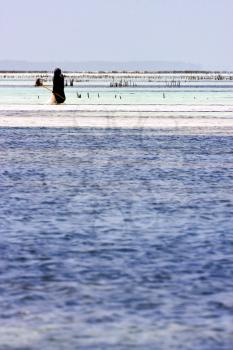 people and seaweed in the  blue lagoon relax  of zanzibar africa