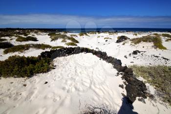 spain  isle white  beach  plant black rocks in the   lanzarote 
