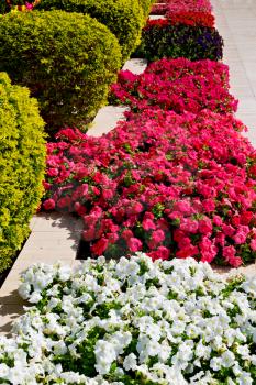 in the spring colors oman flowers and  garden 