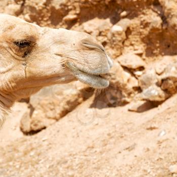 dromedary near the sky in oman empty quarter of desert a  free 