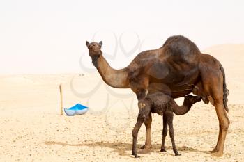  free  dromedary near the sky in oman  empty quarter of desert    