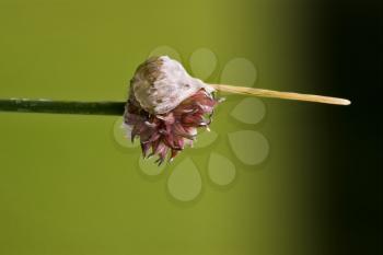 italy macro close up of a violet liliacee  background  leguminose