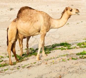 in oman empty quarter of desert a free dromedary near the  sea