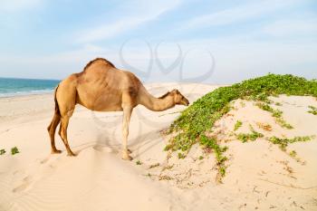 in oman empty quarter of desert a free dromedary near the  sea