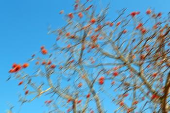 in south africa close up of erythrina lysistemon flower plant and clear sky