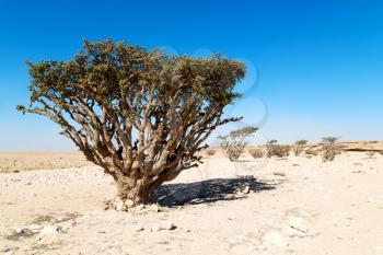 the empty quarter  and outdoor      sand   dune in oman old desert rub   al khali 