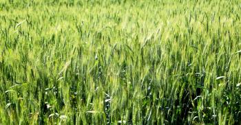 blur in iran cultivated farm grass and healty green  natural wheat 