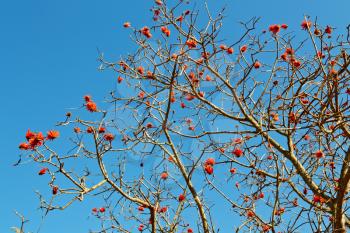 in south africa close up of erythrina lysistemon flower plant and clear sky