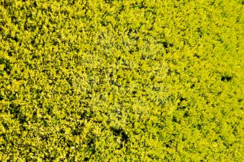 blur  and grass plant in iran the green garden 