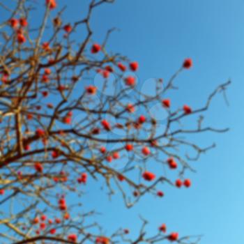 in south africa close up of erythrina lysistemon flower plant and clear sky