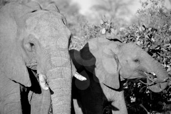 blur in south africa   kruger  wildlife  nature  reserve and  wild elephant