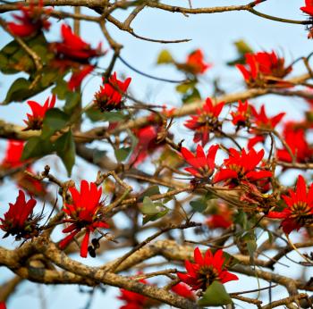 in south africa close up of erythrina lysistemon flower plant and clear sky