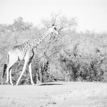 blur in south africa   kruger  wildlife    nature  reserve and  wild giraffe