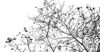 in south africa close up of erythrina lysistemon flower plant and clear sky