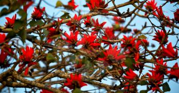 in south africa close up of erythrina lysistemon flower plant and clear sky