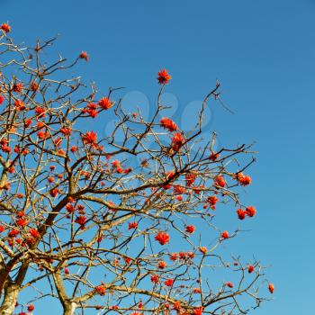 in south africa close up of erythrina lysistemon flower plant and clear sky