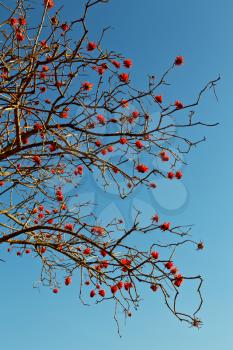 in south africa close up of erythrina lysistemon flower plant and clear sky