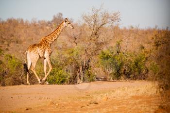 blur in south africa   kruger  wildlife    nature  reserve and  wild giraffe