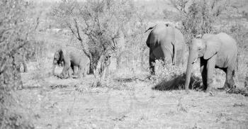 blur in south africa   kruger  wildlife  nature  reserve and  wild elephant