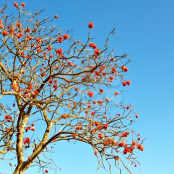 in south africa close up of erythrina lysistemon flower plant and clear sky