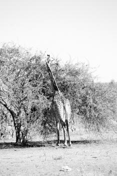 blur in south africa    kruger  wildlife    nature  reserve and  wild giraffe