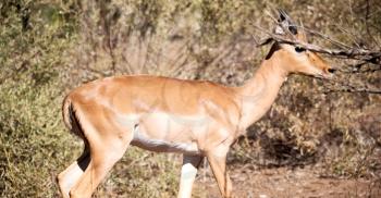 in kruger parck south africa wild impala in the winter bush