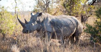 blur in south africa   kruger  wildlife    nature  reserve and  wild rhinoceros