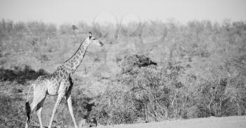 blur in south africa   kruger  wildlife    nature  reserve and  wild giraffe