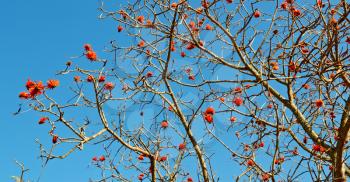 in south africa close up of erythrina lysistemon flower plant and clear sky