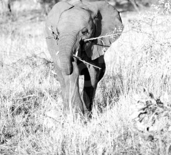 blur in south africa   kruger  wildlife  nature  reserve and  wild elephant