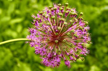 Inflorescence of allium at the end of flowering period