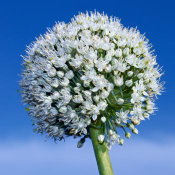 Close-up photo of a flowering onion with a blue sky background.