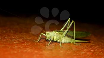 Locusts at night. Close-up