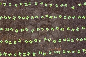 New small seedlings of cabbage sprout from the soil