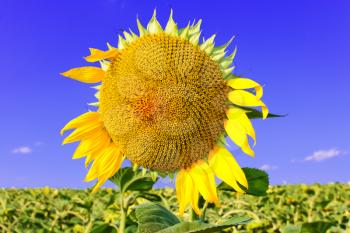 Ripening sunflower head over the sunflower field against a blue sky