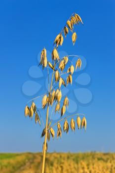 Ripened spike of oats over the field against blue sky