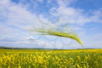 Green barley spikelet close-up over yellow flowering rapeseed field against the sky with clouds 