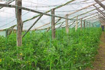 Flowering plants of tomatoes in wooden film greenhouse in the spring period