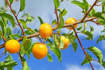 Group of yellow plum fruits hanging on a branch on the background of blue sky