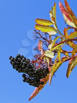 Bunch of in autumn against the background of a blue sky