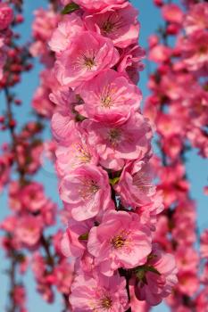 Sakura flowering. Japanese Cherry branch blossoming in spring season